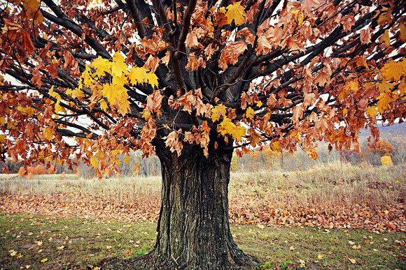 Autumn